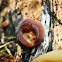 Peziza Cup Fungus