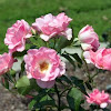 Hybrid Tea Rose 'Blithe Spirit'