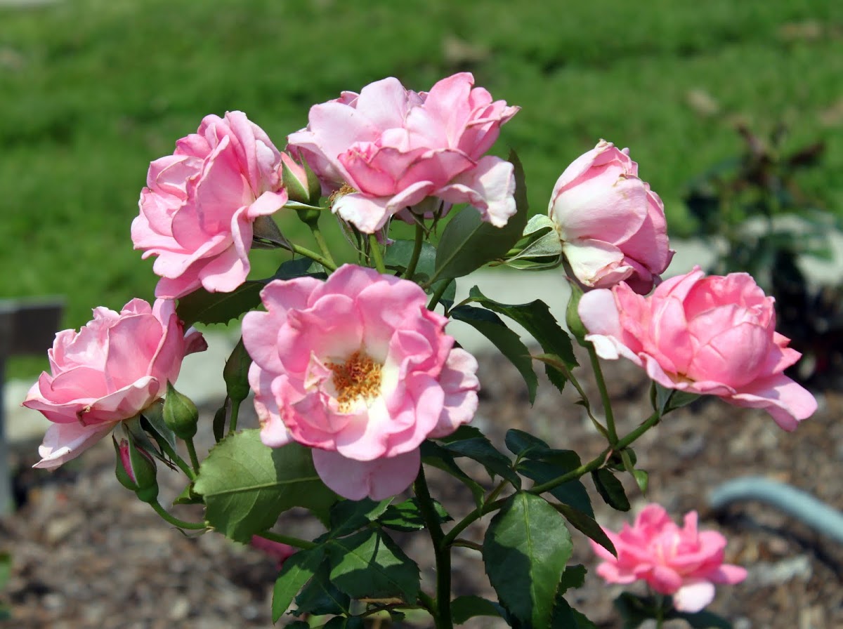 Hybrid Tea Rose 'Blithe Spirit'