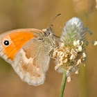 Small Heath