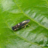Sharpshooter (Leafhopper)
