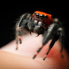Apache Jumping Spider