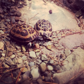 Love by Bridget Wegrzyn - Animals Other