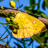 Cloudless Sulphur Butterfly