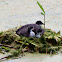 Eurasian coot juveniles in nest