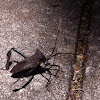 Leaf-footed bug