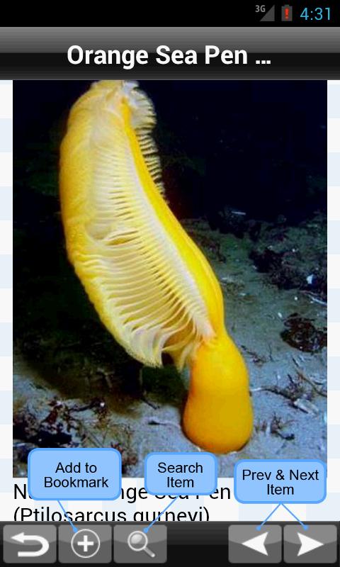 Weirdest Sea Creaturesのおすすめ画像5