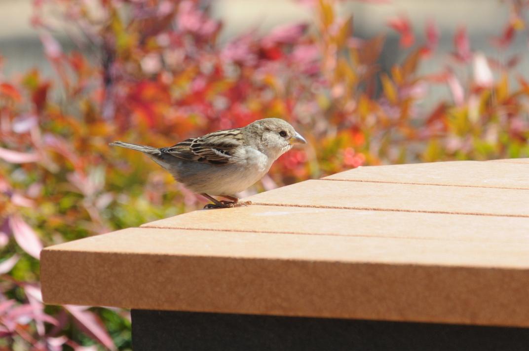 House sparrow (female)