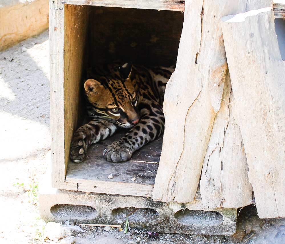 Ocelote