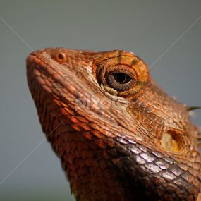 ORIENTAl GARDEN LIZARD by Sankar Singha - Animals Reptiles
