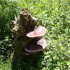 Red banded polypore
