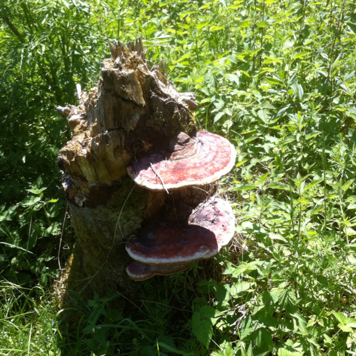Red banded polypore