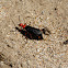 Desert blister beetle