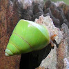 Land Snail