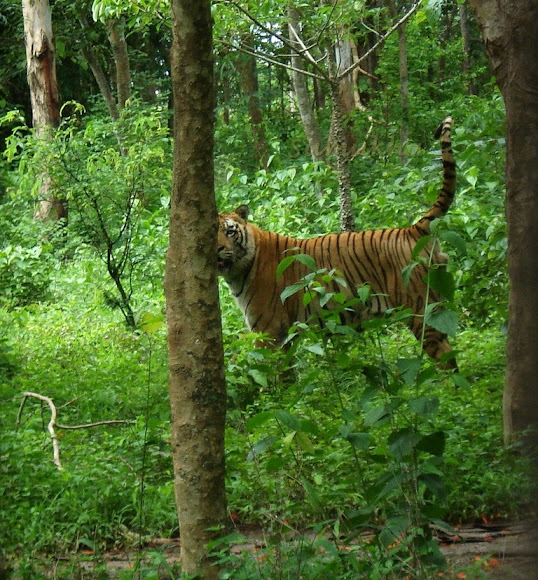 My Image 11