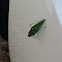 Fork-tailed bush katydid