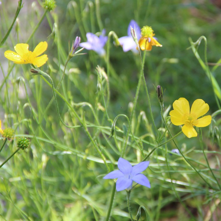 Tall Bluebell and Native Buttercup
