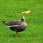 Greater White-fronted Goose