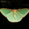 Emerald Geometrid moth