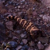 Gila monster