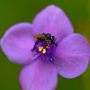 Australian Native Stingless Bee