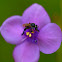 Australian Native Stingless Bee