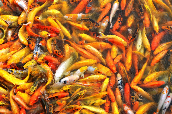 Koi fish | Project Noah