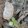Honeycomb Bracket Fungus