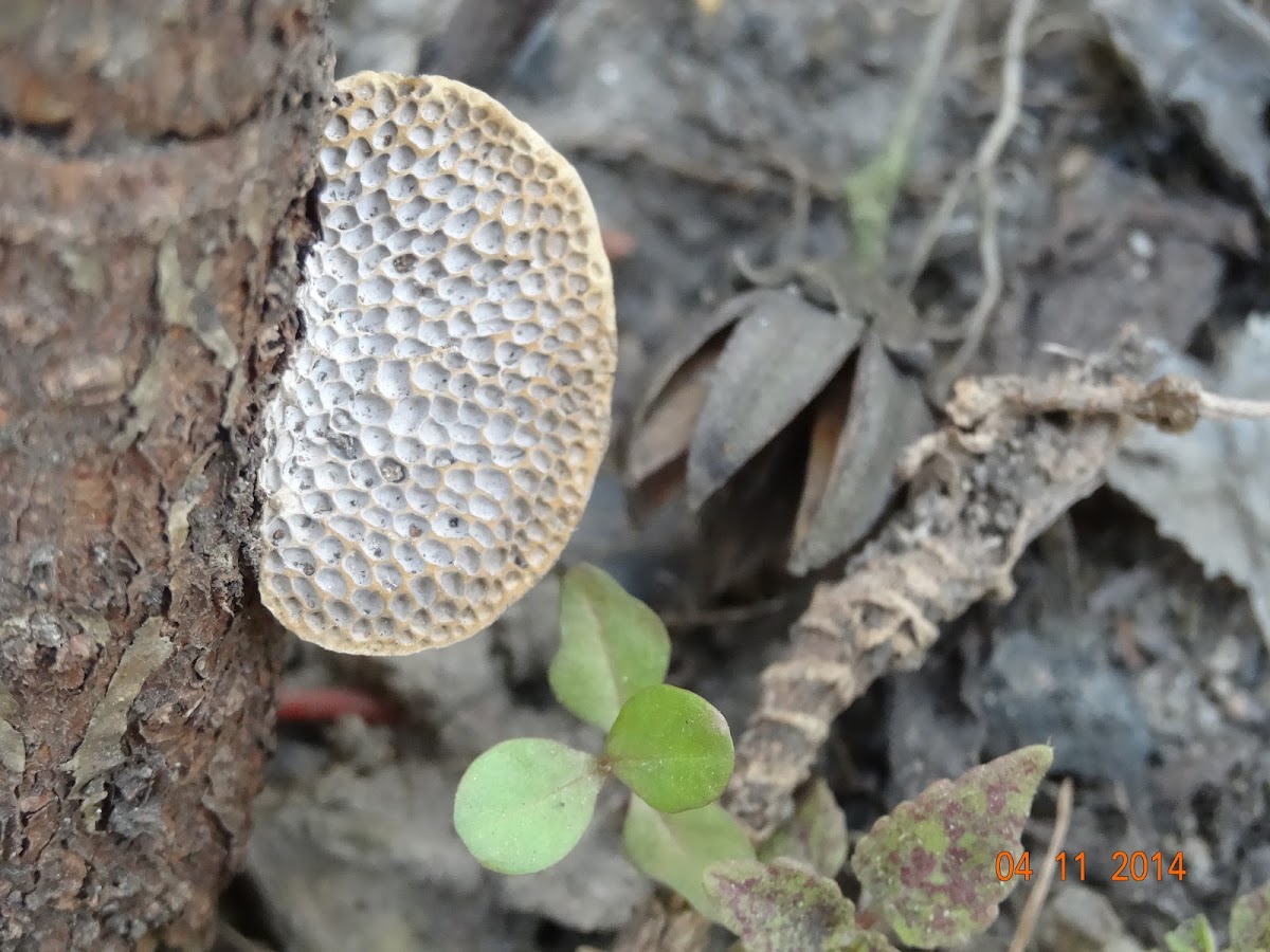 Honeycomb Bracket Fungus