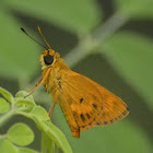 Sahyadri Orange Ace