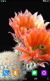How to install Cactus Live Wallpaper lastet apk for laptop