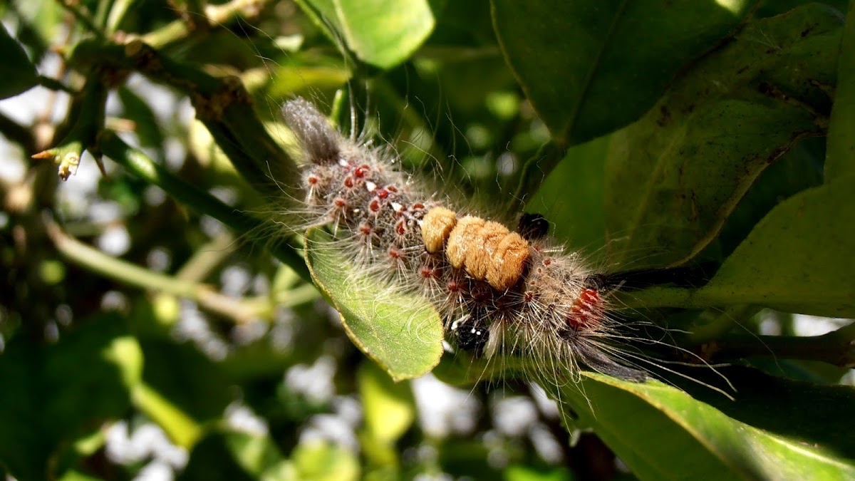 Unknown tussock moth pupa