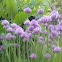 Chives