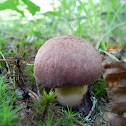 The penny bun mushroom