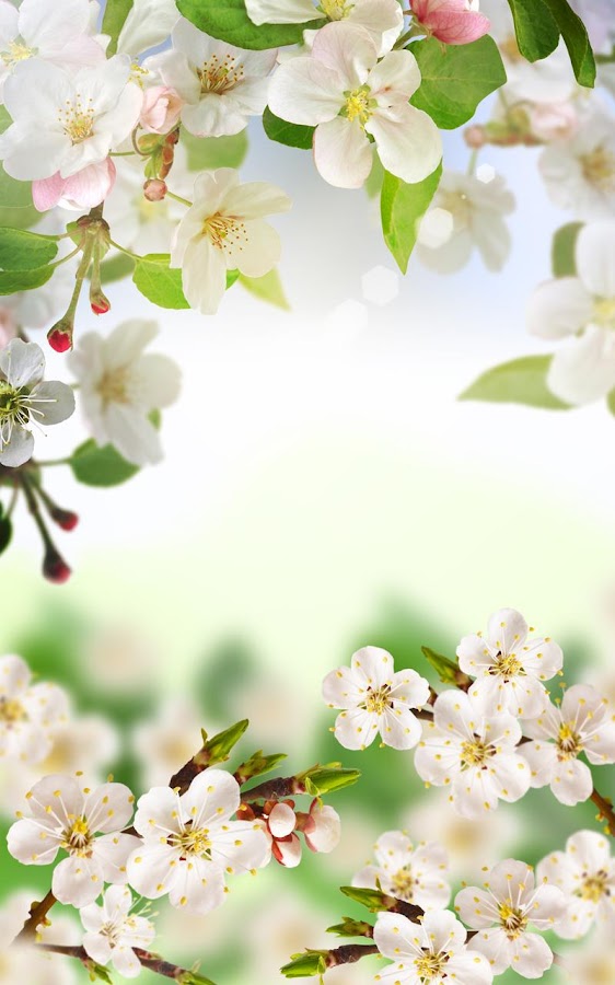 Spring Flowers Live Wallpaper Android Apps on Google Play