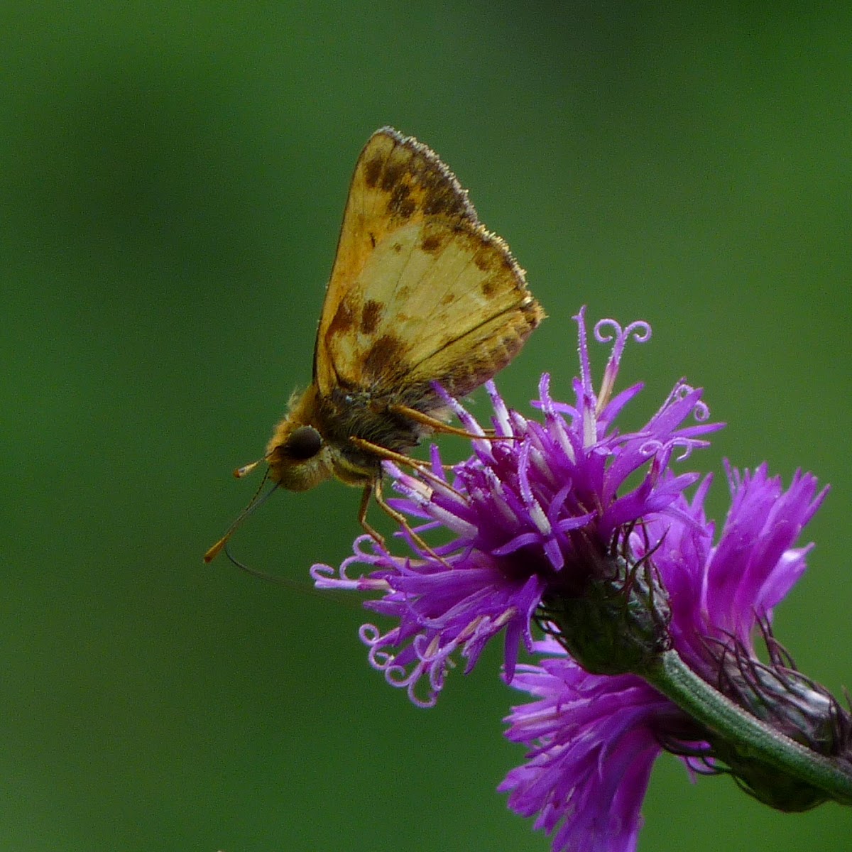 Zabulon Skipper