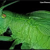 Common True Katydid