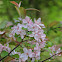 Flowering Crabapple