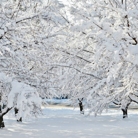Snow White Fairies  by Joey Chen - Landscapes Weather