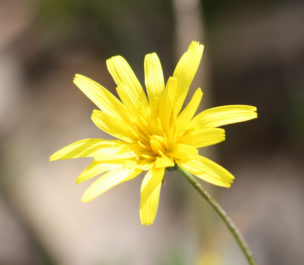 Yam Daisy Project Noah