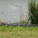 American Alligator (look on her tail)