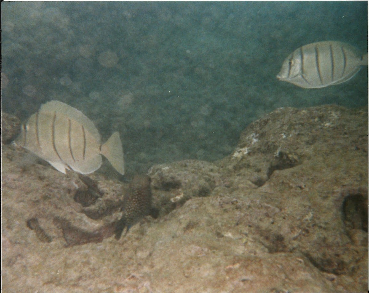 convict tang