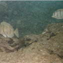 convict tang