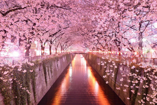 免費下載個人化APP|Sakura Wallpaper CherryBlossom app開箱文|APP開箱王