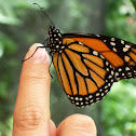 Monarch butterfly