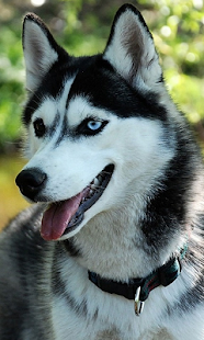 How to get Husky Live Wallpaper 1.0 unlimited apk for pc
