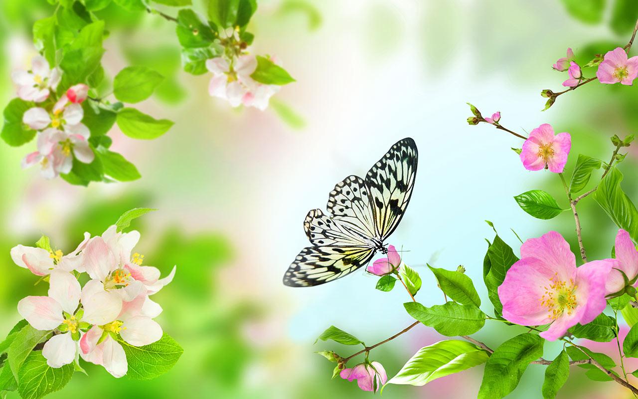 Spring Flowers Live Wallpaper - Android Apps on Google Play