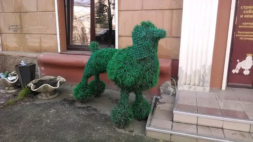 Зелёный Пёс