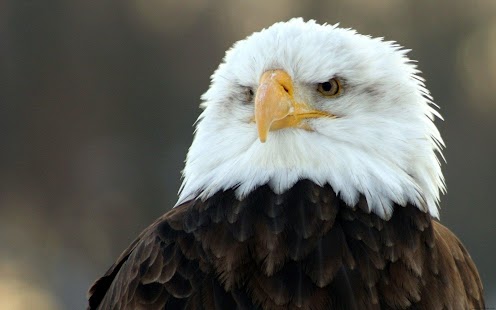 How to install Eagles Wallpapers patch 2.0.6 apk for laptop
