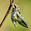 Oleander hawk-moth